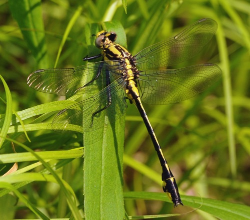 Male
16 June 2014, WI